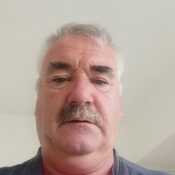 Silver fox 