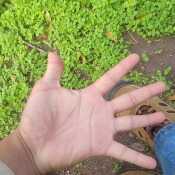 Jacob