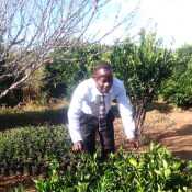 Hamandishe