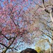 Ankit
