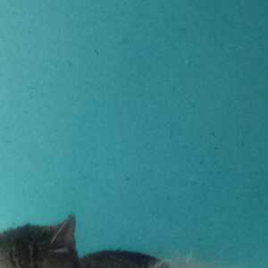 GenuineCompanion97e49b
