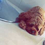 Harry