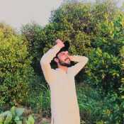 Msfsasif