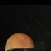 BeautifulFlirteaccdi's profile picture