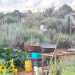 Photo of Seedplanter