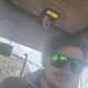 Alfie h