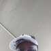 Murf's profile picture