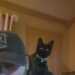 VektorZero39's profile picture