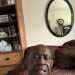 AuthenticCaregiver's profile picture