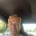 Simon's profile picture