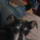 The dogfather