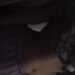 Lily's profile picture