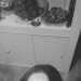 Caz's profile picture