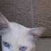 Feline's profile picture