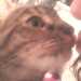 Lovelylady1978's profile picture