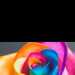 angiesolo's profile picture
