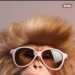 Chimp's profile picture